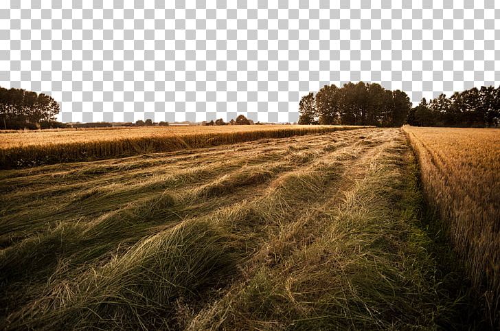 Agriculture Rural Area Stock.xchng Farm Field PNG, Clipart, Agricultural Land, Autumn, Computer Wallpaper, Creative, Creative Autumn Free PNG Download