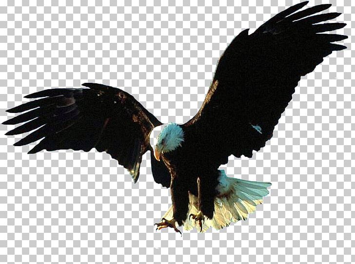 Bald Eagle Bird Flight Bird Flight PNG, Clipart, Accipitridae, Accipitriformes, African Fish Eagle, Animals, Bald Eagle Free PNG Download