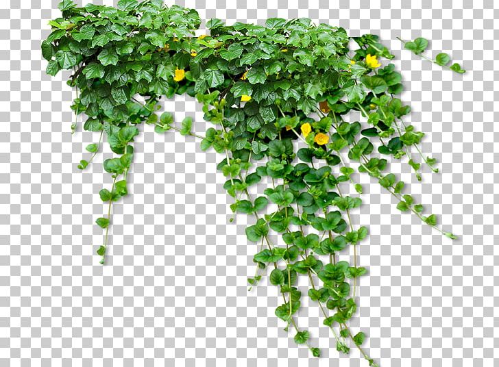 Plant Vine PNG, Clipart, Cactaceae, Clip Art, Download, Flower, Food Drinks Free PNG Download
