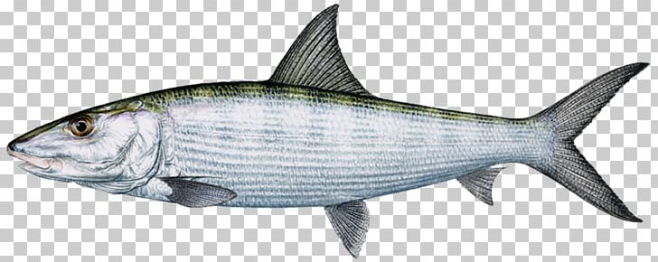 Sardine International Game Fish Association Bonefish Fishing PNG, Clipart, Aleta Anal, Animal Figure, Animals, Bonefish, Bony Fish Free PNG Download