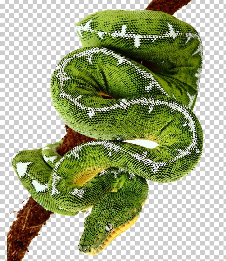 Smooth Green Snake Amazon Basin Emerald Tree Boa Boiga Dendrophila PNG, Clipart, Animals, Background Green, Beauty Rat Snake, Boiga, Fiji Banded Iguana Free PNG Download