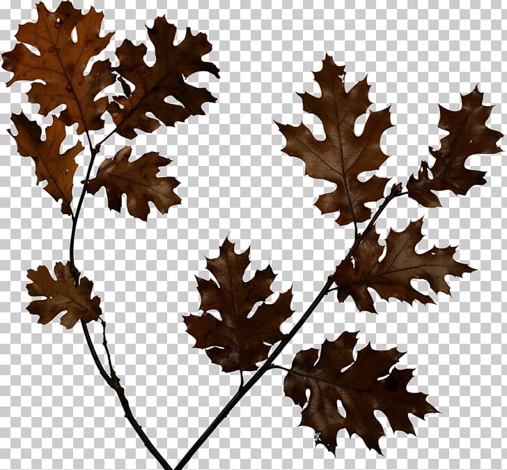 Animaatio Animation Wind PNG, Clipart, Animaatio, Animation, Autumn, Blog, Branch Free PNG Download