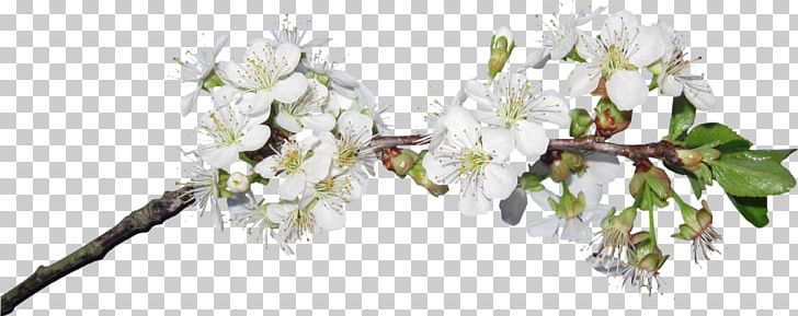 Cut Flowers Blossom PNG, Clipart, Blossom, Branch, Bud, Cherry Blossom, Cut Flowers Free PNG Download