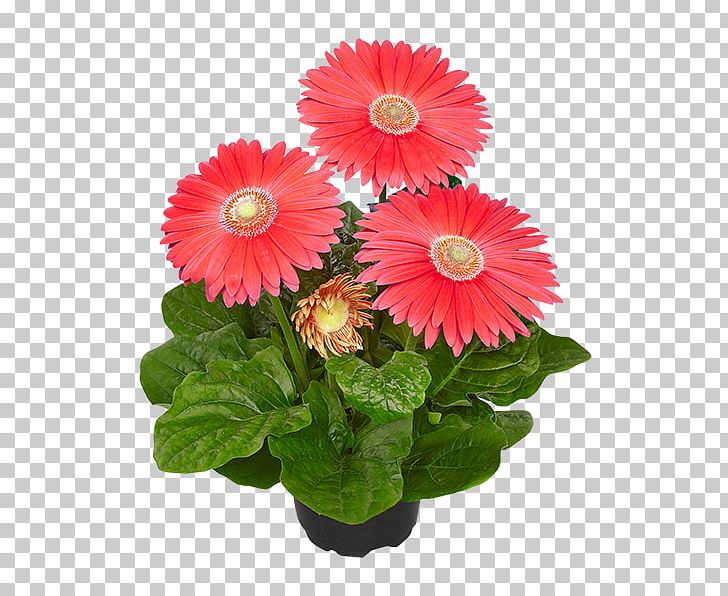 Cut Flowers Transvaal Daisy Gala Bingo Floristry PNG, Clipart, Annual Plant, Coral Pink Gerbera, Cut Flowers, Dahlia, Daisy Free PNG Download