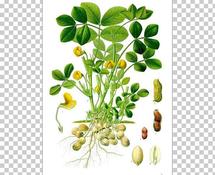 Köhler's Medicinal Plants Peanut Botany Biological Life Cycle PNG, Clipart,  Free PNG Download