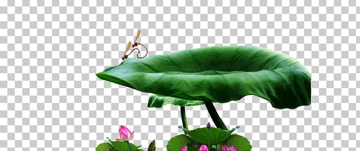 Nelumbo Nucifera Lotus Effect Leaf PNG, Clipart, Advertising, Autumn Leaf, Download, Dragon, Dragonfly Vector Free PNG Download