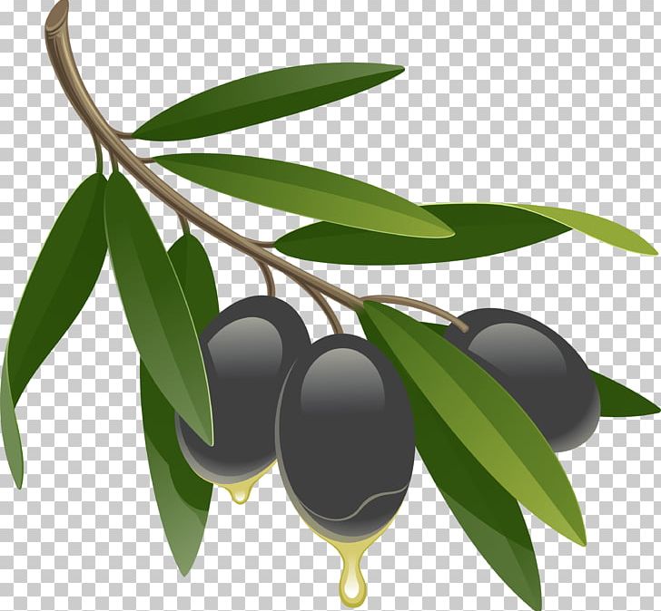 Olive Oil Fluid Ounce PNG, Clipart, Black Olives, Black Olives Png, Branch, Computer Icons, Encapsulated Postscript Free PNG Download