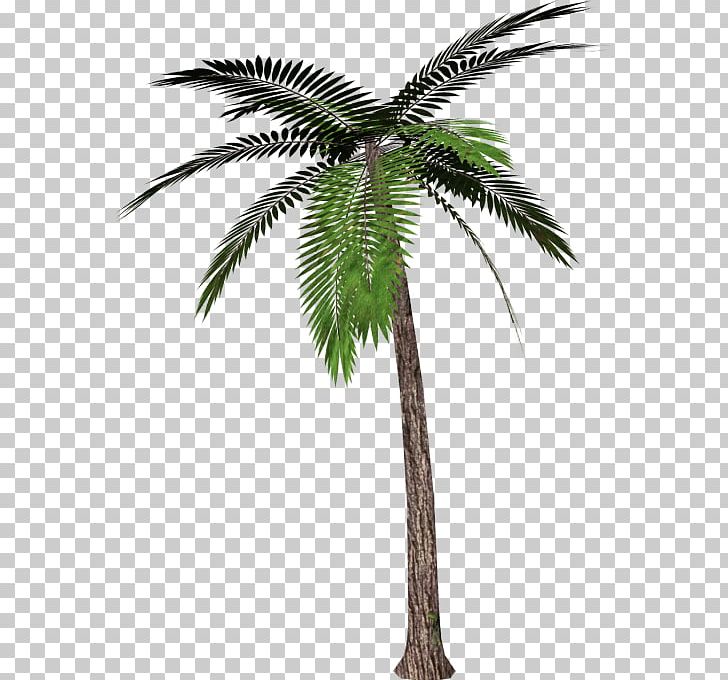 Portable Network Graphics Palm Trees Transparency Mexican Fan Palm PNG, Clipart, Arecales, Attalea Speciosa, Borassus Flabellifer, Coconut, Computer Icons Free PNG Download
