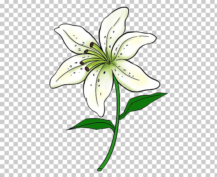 Flower Lily Illustration Flower Lily Stock Illustration 61249630 |  Shutterstock
