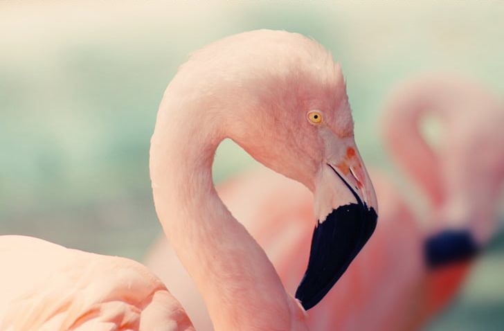 Lake Nakuru Bird Flamingo Pink Photography PNG, Clipart, Animals, Art, Beak, Bird, Closeup Free PNG Download