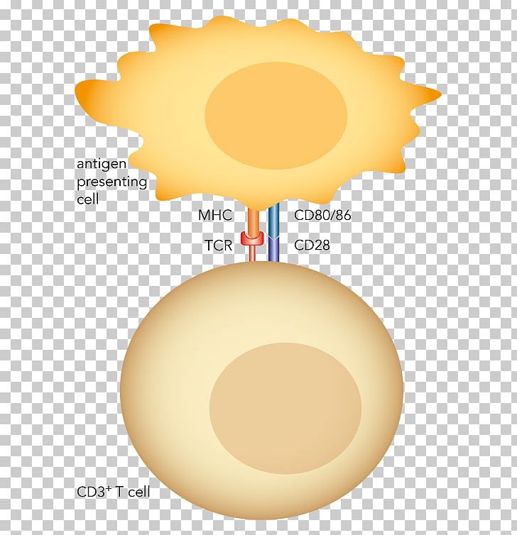 Streptamer T Cell Monoclonal Antibody Polyclonal Antibodies PNG, Clipart, Antibody, Cd3, Cd28, Cell, Circle Free PNG Download