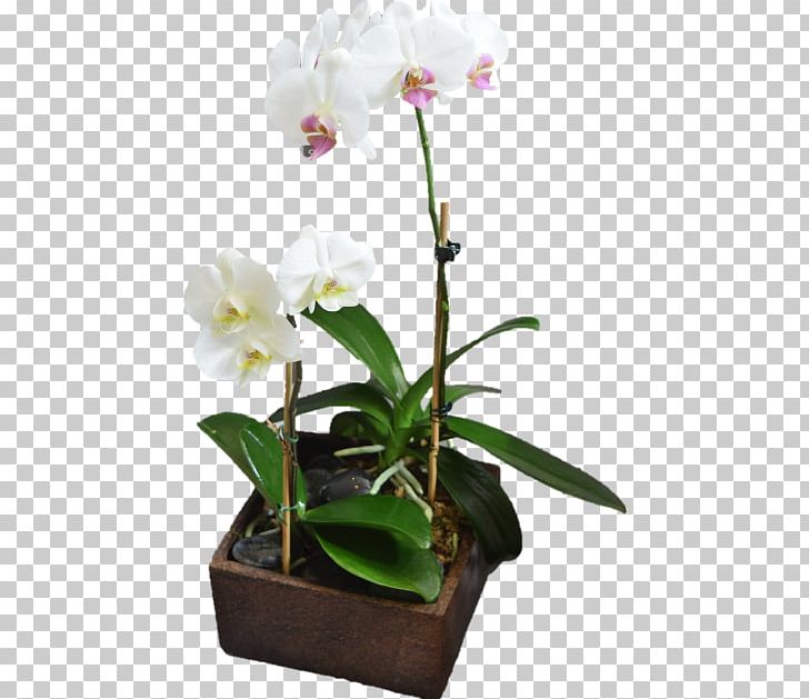 Beautiful Bouquets & Baskets Florist Moth Orchids Cut Flowers Plants PNG, Clipart, Artificial Flower, Beautiful Bouquets Baskets Florist, Cattleya, Cattleya Orchids, Cut Flowers Free PNG Download