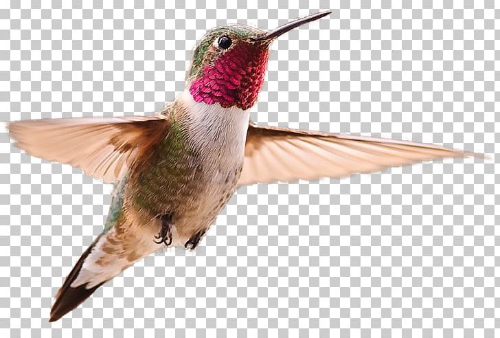 Broad-tailed Hummingbird PNG, Clipart, Animals, Beak, Bird, Bluethroated Mountaingem, Broad Tailed Hummingbird Free PNG Download