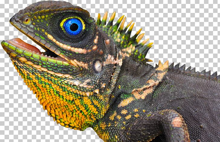 Common Iguanas Chameleons Dragon Lizards African Chameleon Lacertids PNG, Clipart, African Chameleon, Agama, Agamidae, Animal, Chameleon Free PNG Download