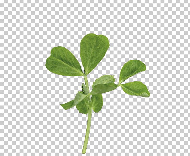 Leaf Pea Shoot Plant Stem Basil PNG, Clipart, Basil, Butterfly Pea Flower Tea, Confetti, Coriander, Flavor Free PNG Download