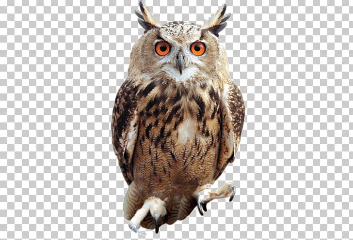 Tawny Owl Bird PNG, Clipart, 3d Animation, Animal, Animals, Animation, Anime Character Free PNG Download