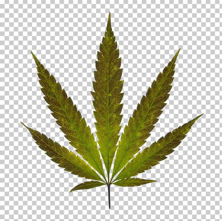 Legality Of Cannabis Dispensary Medical Cannabis Legalization PNG, Clipart, 420 Day, Cannabidiol, Cannabis, Cannabis In British Columbia, Cannabis Industry Free PNG Download