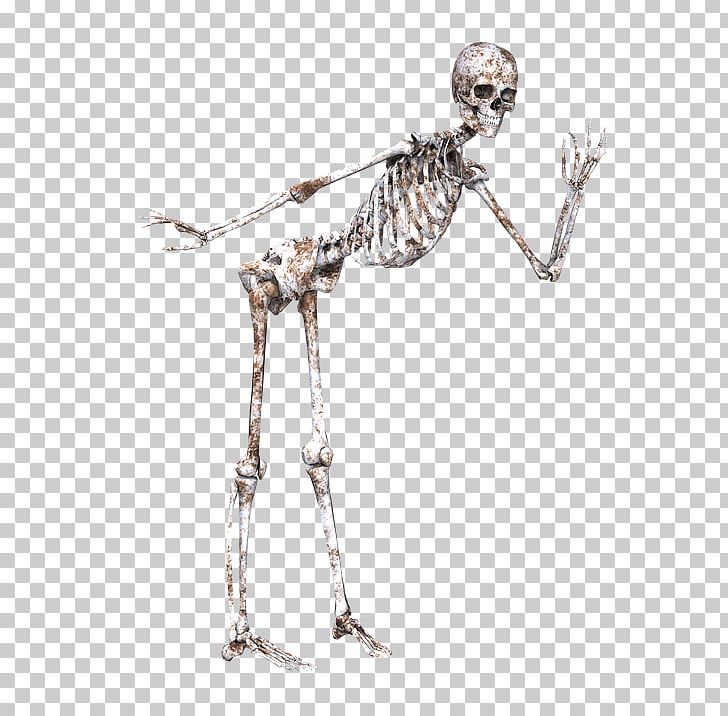 Skeleton Skull Bone Joint PNG, Clipart, Anatomy, Animaatio, Body, Bone, Bone Density Free PNG Download