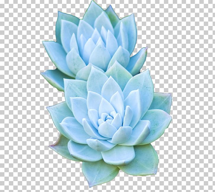 Succulent Plant Desktop Cactaceae PNG, Clipart, Aqua, Cactaceae, Color, Cut Flowers, Deco Free PNG Download