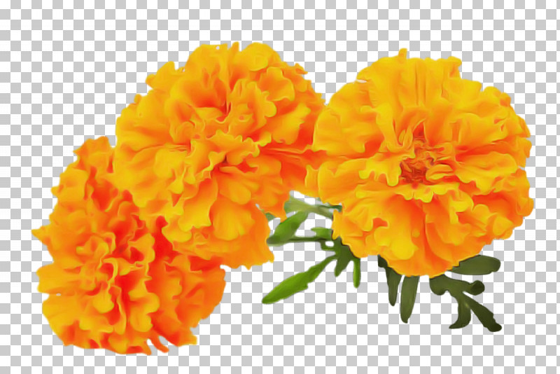Orange PNG, Clipart, Carnation, Cut Flowers, English Marigold, Flower, Lantana Free PNG Download