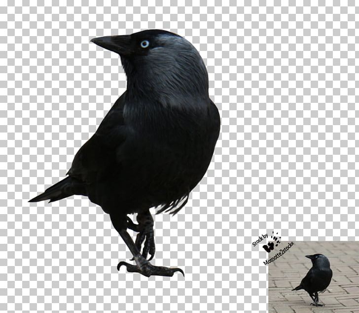 American Crow New Caledonian Crow Rook Bird Passerine PNG, Clipart, American Crow, Animals, Beak, Bird, Black And White Free PNG Download