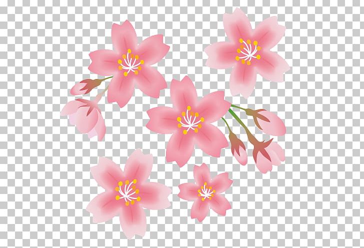 Cherry Blossom Spring Flower PNG, Clipart, Anthesis, Blossom, Book Illustration, Cherry Blossom, Color Free PNG Download