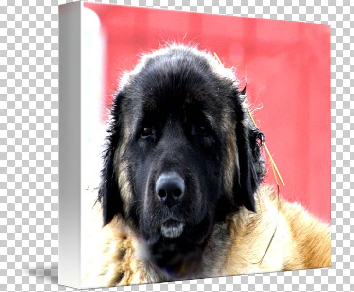 Estrela Mountain Dog Caucasian Shepherd Dog Sarplaninac Leonberger Newfoundland Dog PNG, Clipart, Breed, Carnivoran, Caucasian Shepherd Dog, Caucasus, Dog Free PNG Download