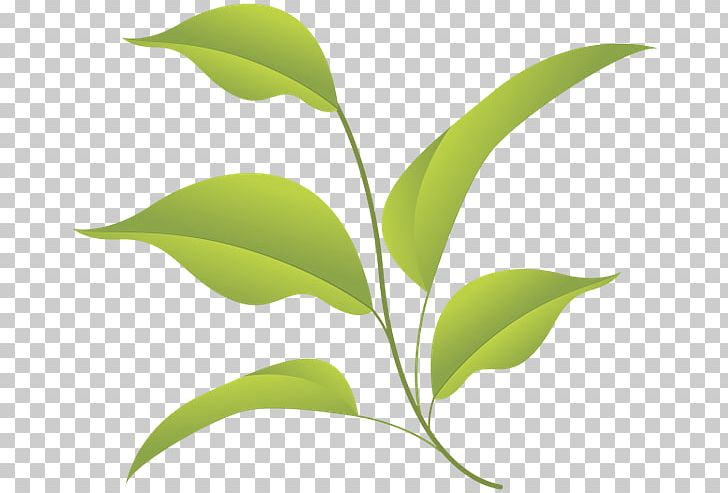 Leaf PNG, Clipart, Art, Branch, Computer Wallpaper, Download, Encapsulated Postscript Free PNG Download