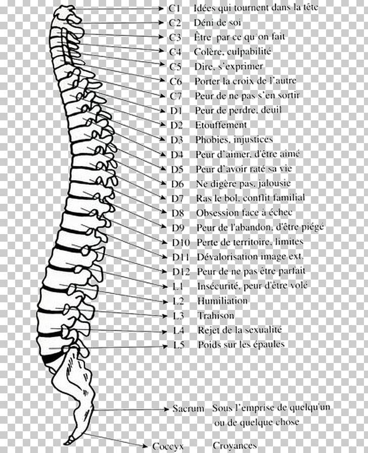 Vertebral Column Bone Joint Coccyx PNG, Clipart, Angle, Area, Black And White, Coccyx, Diagram Free PNG Download