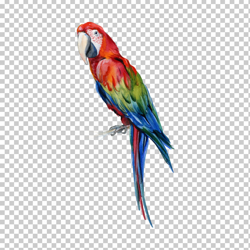 Lovebird PNG, Clipart, Beak, Bird, Budgie, Lovebird, Macaw Free PNG Download