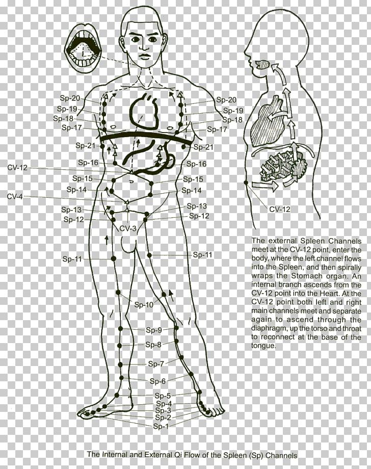 Meridian Spleen Traditional Chinese Medicine Acupuncture Small Intestine PNG, Clipart, Abdomen, Angle, Arm, Artwork, Cartoon Free PNG Download