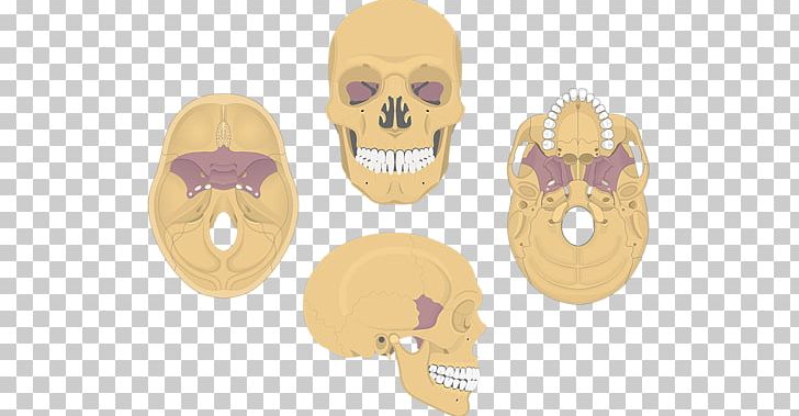 Sphenoid Bone Skull Anatomy Palatine Bone PNG, Clipart, Anatomy, Between The Buried And Me, Bone, Cranial Nerves, Eighty3 Free PNG Download
