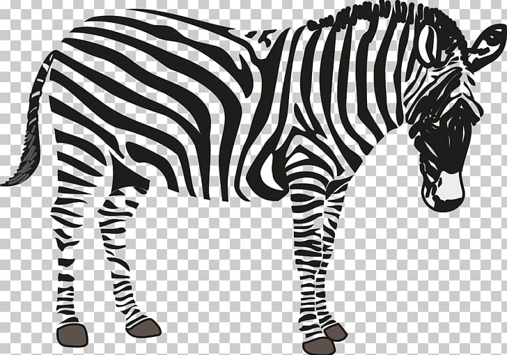 Zebra PNG, Clipart, Animal Figure, Animals, Black And White, Cuteness, Download Free PNG Download