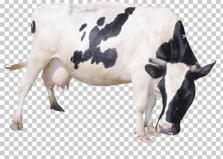 Dairy Cattle Milk Livestock PNG, Clipart, Animal, Animals, Black, Black Spots, Bow Free PNG Download