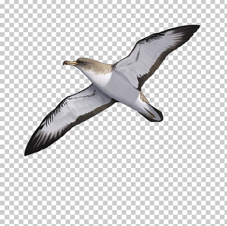 European Herring Gull Bird Berlengas Gulls Cory's Shearwater PNG, Clipart,  Free PNG Download