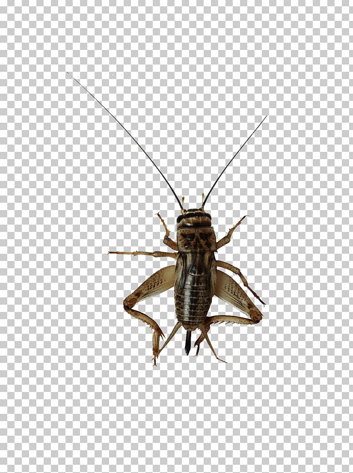 Insect File Formats PNG, Clipart, Animal, Arthropod, Cricket, Cricket Background, Cricket Bat Image Free PNG Download