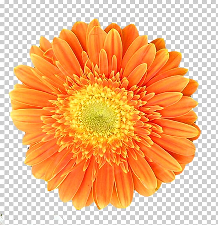 Orange Chrysanthemum Transvaal Daisy Flower PNG, Clipart, Chrysanthemum Chrysanthemum, Chrysanthemum Flowers, Chrysanthemums, Chrysanthemum Tea, Chrysanths Free PNG Download