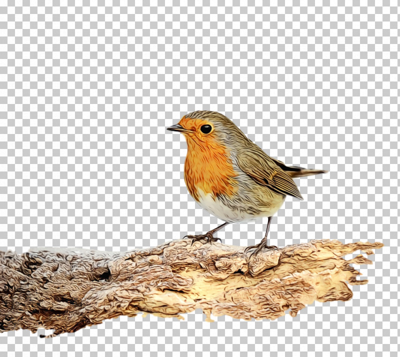Feather PNG, Clipart, Beak, Bunting, Common Nightingale, Europe, European Robin Free PNG Download