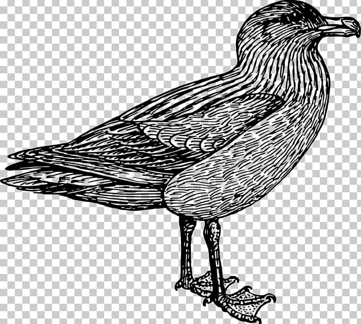 Bird European Herring Gull Skuas Wader PNG, Clipart, Anatidae, Animals, Beak, Bird, Black And White Free PNG Download