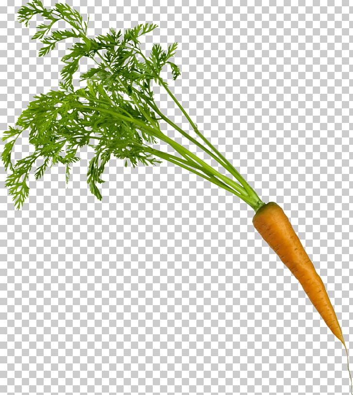 Carrot Vegetable PNG, Clipart, Bell Pepper, Broccoli, Carrot, Cucumber, Dinnertime Free PNG Download