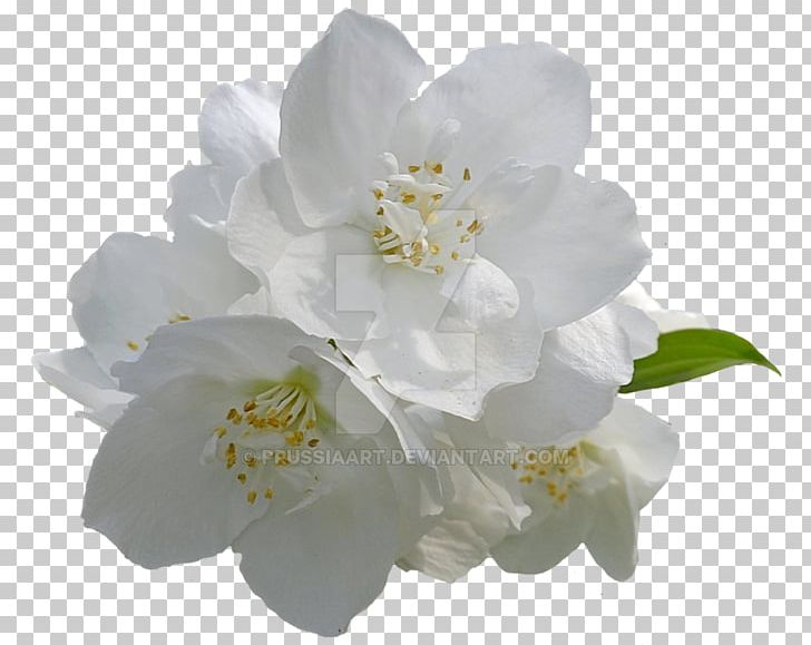 Flower Arabian Jasmine Desktop PNG, Clipart, Arabian Jasmine, Art White, Blossom, Branch, Cherry Blossom Free PNG Download