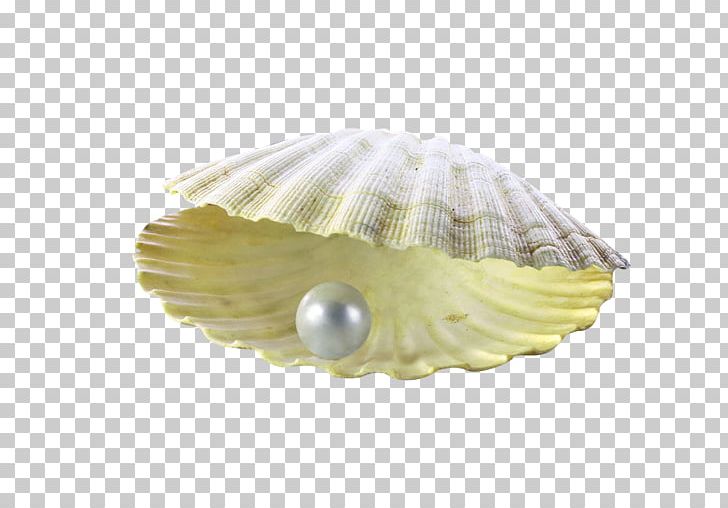 Pearl Powder Seashell Brochure PNG, Clipart, Christmas Decoration, Clam, Clams Oysters Mussels And Scallops, Cockle, Cream Free PNG Download