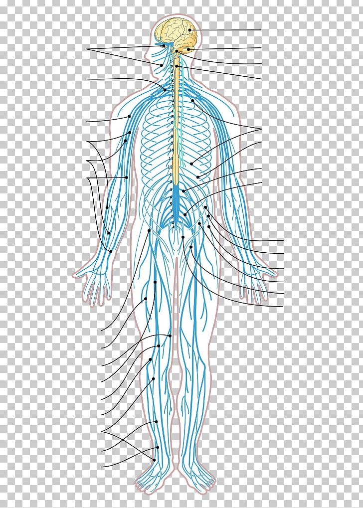 Central Nervous System Human Body Organ Anatomy PNG, Clipart, Abdomen, Anatomy, Angle, Animals, Arm Free PNG Download