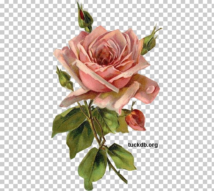 Garden Roses Cabbage Rose Paper Pink Decoupage PNG, Clipart, Antique, Art, Cabbage Rose, Cut Flowers, Decoupage Free PNG Download