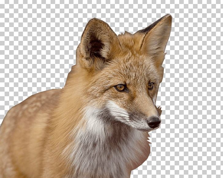 Red Fox Gray Wolf Coyote Kit Fox PNG, Clipart, Animals, Carnivoran, Coyote, Dog Like Mammal, Fauna Free PNG Download