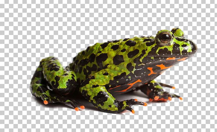 Toad True Frog Amphibian Edible Frog PNG, Clipart, Animal, Animals, Bac, Clips, Decorative Free PNG Download