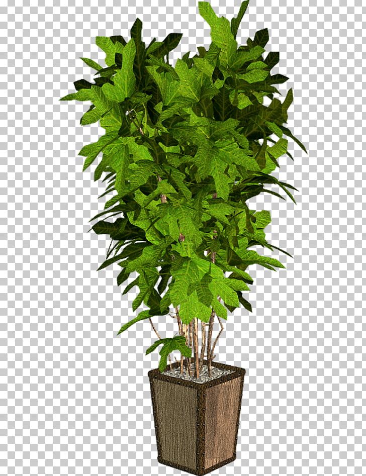 Flowerpot Houseplant Tree PNG, Clipart, Agac Resimleri, Arecaceae, Cam Resimleri, Evergreen, Flowerpot Free PNG Download