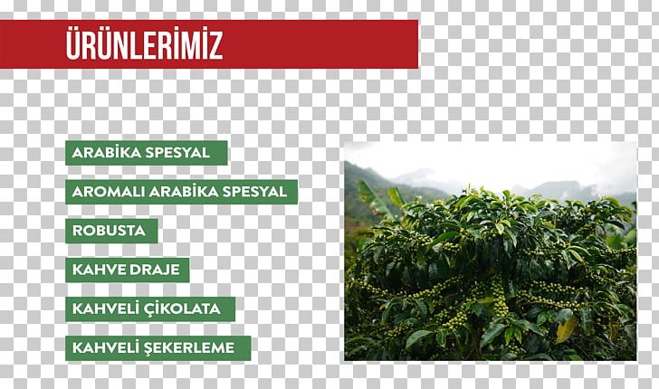 Robusta Coffee Arabica Coffee Plantation Chewing Gum PNG, Clipart, Arabica Coffee, Brand, Chewing Gum, Coffee, Dragee Free PNG Download