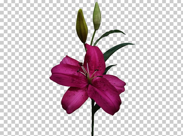 Cut Flowers Wood Lily Lilium Purple PNG, Clipart, Artificial Flower, Aster, Cut Flowers, Flora, Flower Free PNG Download