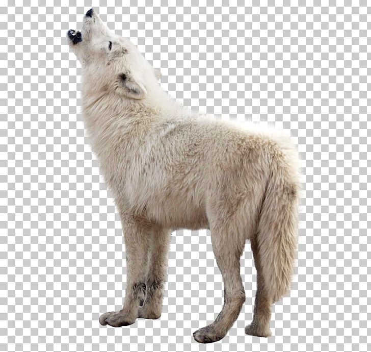 Gray Wolf PNG, Clipart, Animals, Animation, Arctic Fox, Bear, Canis Lupus Tundrarum Free PNG Download